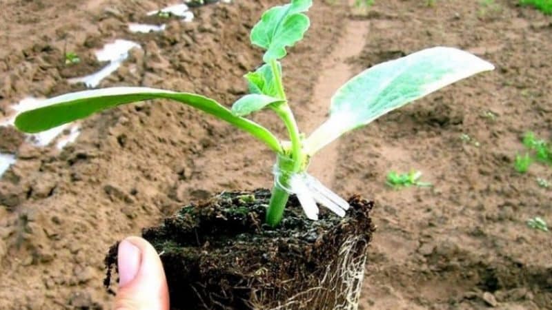Schemes and subtleties of grafting watermelon onto pumpkin