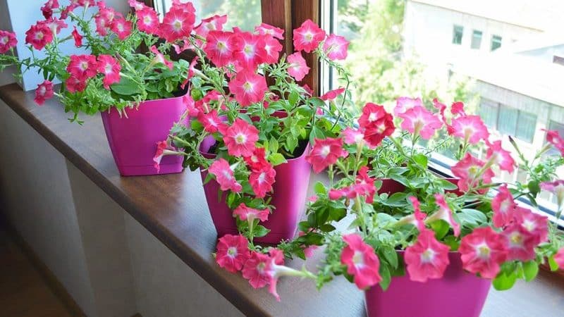 The best ways to prolong the flowering of petunias in pots: advice from experienced gardeners