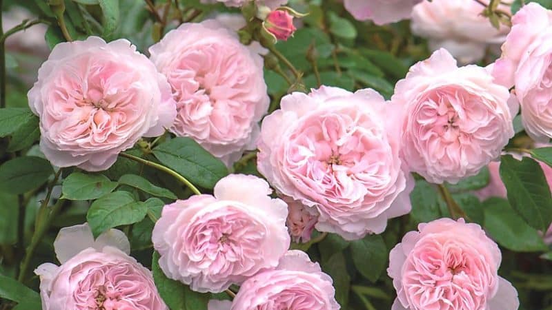 A guide to cutting roses in the fall at home for beginning gardeners