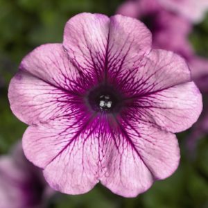 What are the benefits of petunia flowers and how to grow them correctly