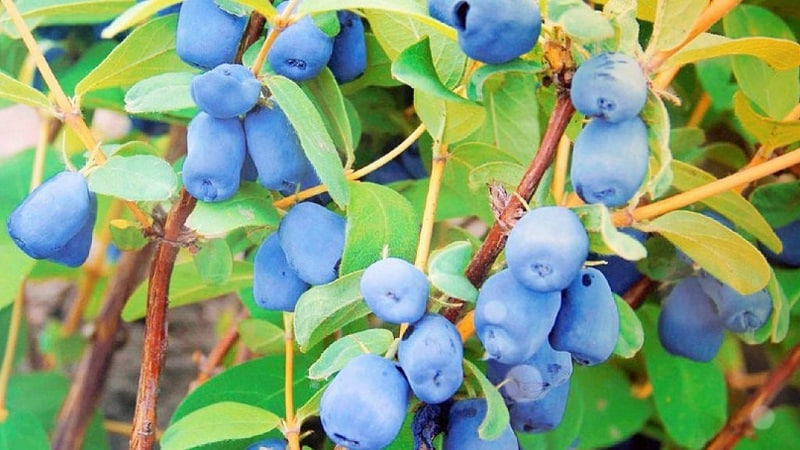 When does honeysuckle ripen in different regions?