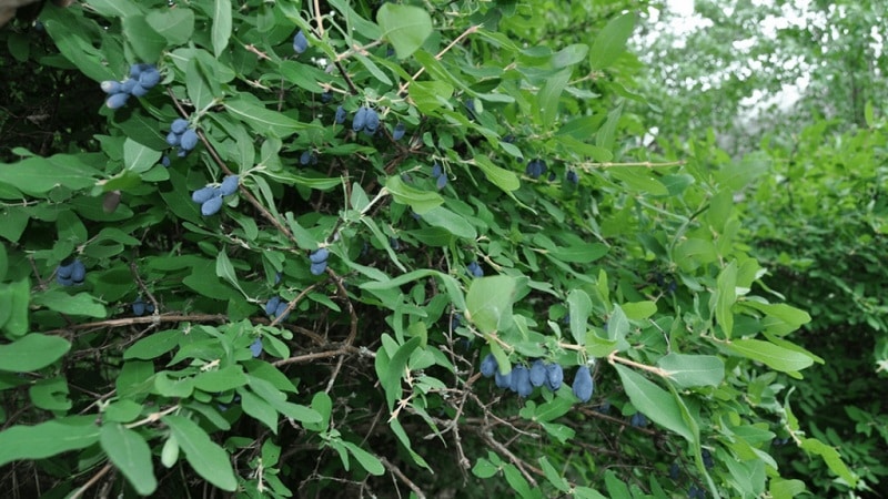 Early ripening variety of honeysuckle Slavyanka