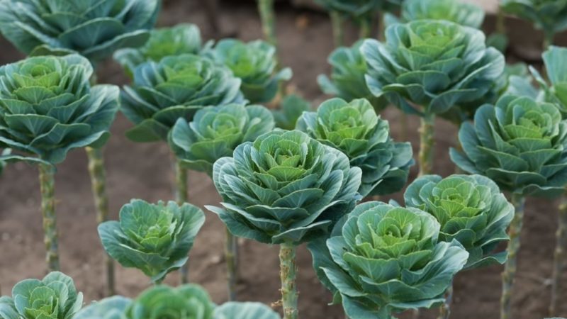 Ornamental cabbage: photo, planting, growing and care