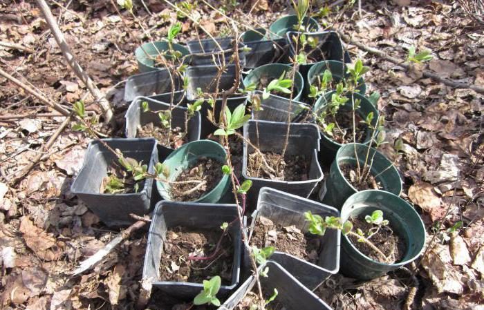 Early ripening frost-resistant honeysuckle variety Avacha