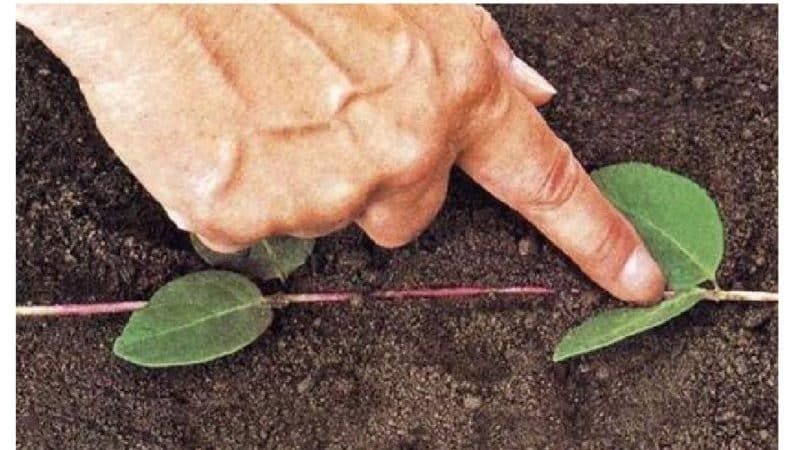 What are the advantages of propagating honeysuckle by layering and how to carry out the procedure correctly