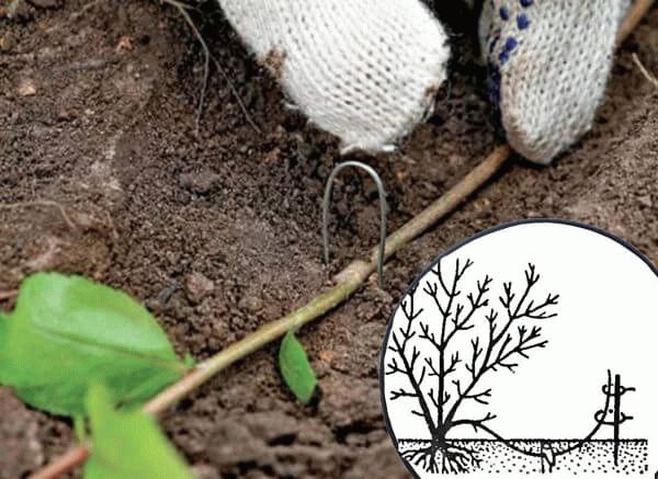 Planting honeysuckle in open ground and caring for it