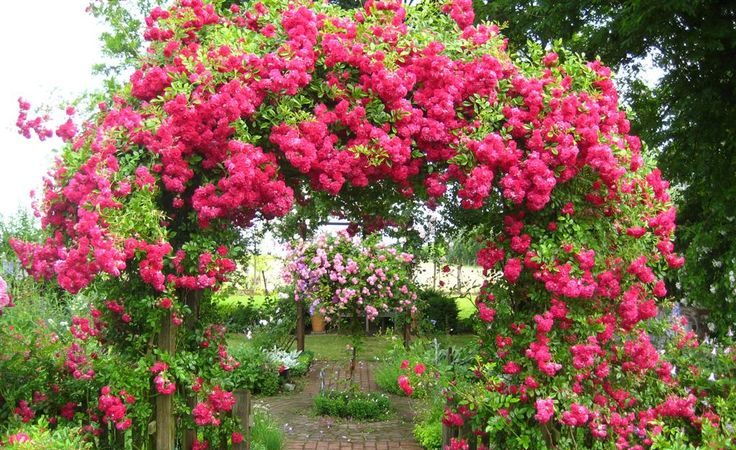 A guide to cutting roses in the fall at home for beginning gardeners