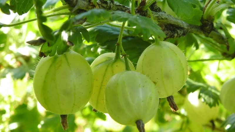 The largest varieties of gooseberries