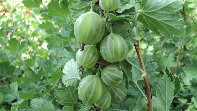 The largest varieties of gooseberries