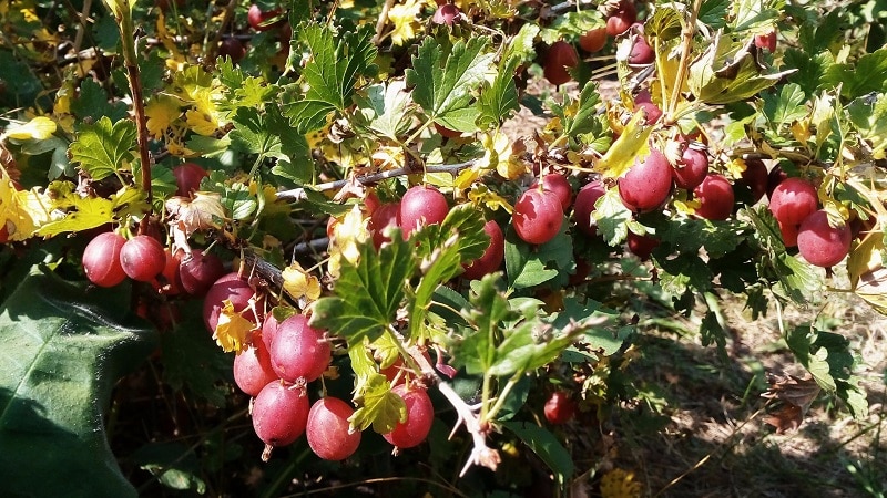 How to properly feed gooseberries in spring