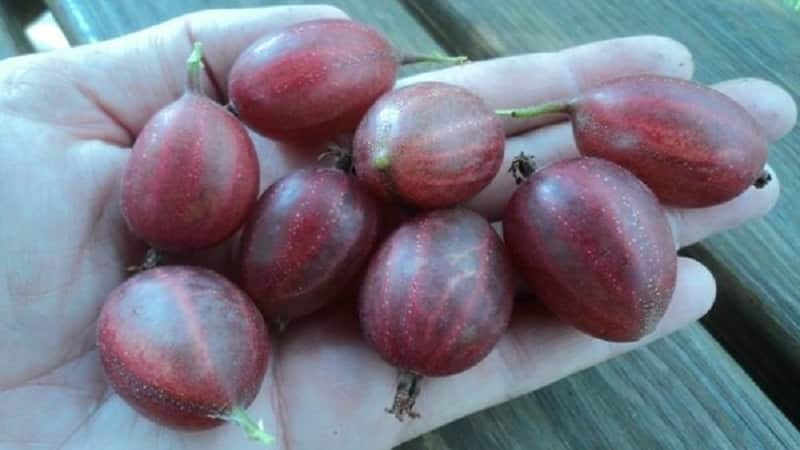 The largest varieties of gooseberries