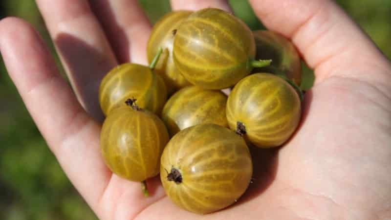 The largest varieties of gooseberries