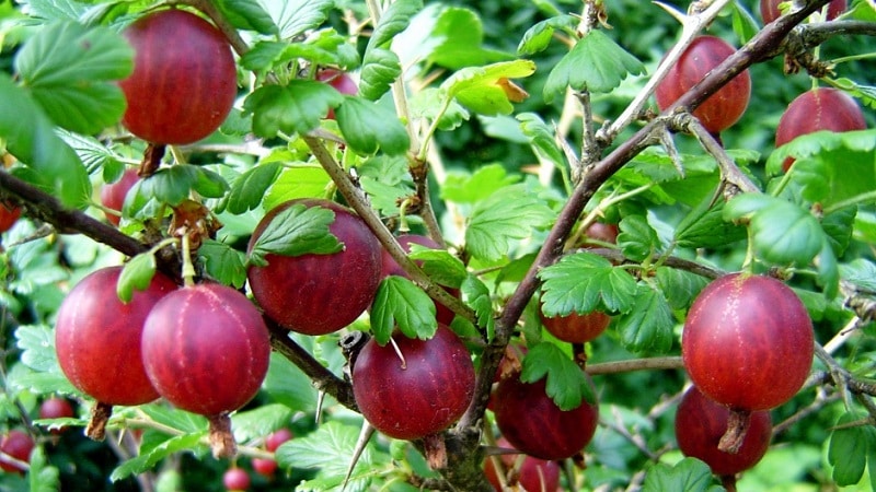 The largest varieties of gooseberries