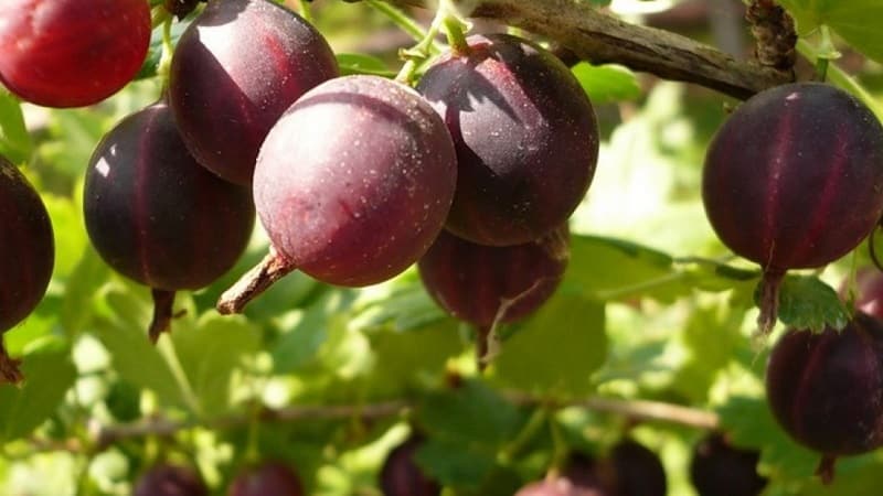 The largest varieties of gooseberries
