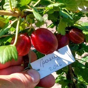 The largest varieties of gooseberries