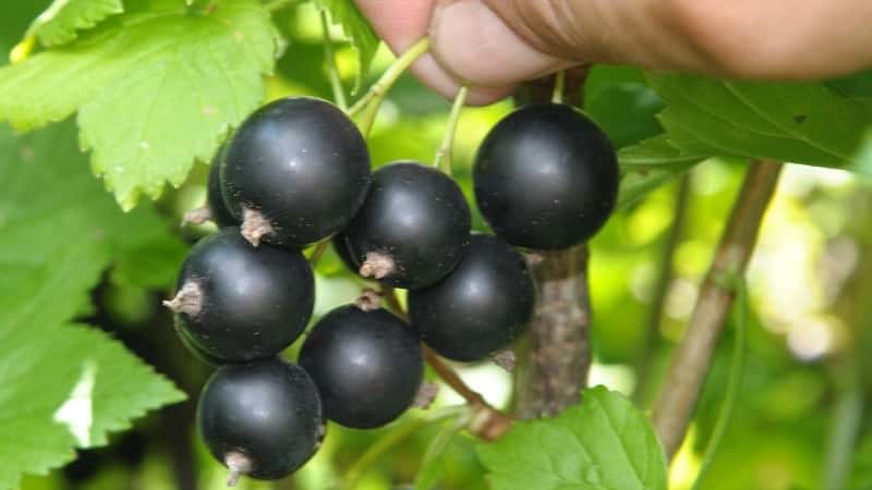 The sweetest varieties of large-fruited black currants