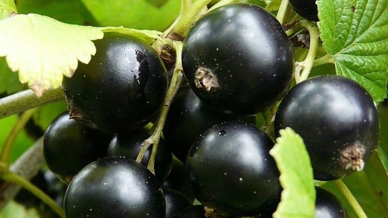 The sweetest varieties of large-fruited black currants