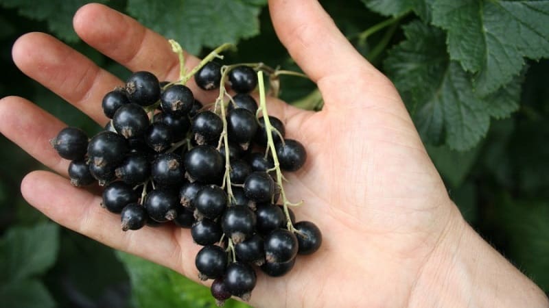 The sweetest varieties of large-fruited black currants