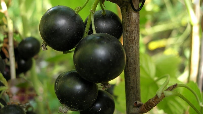 The sweetest varieties of large-fruited black currants