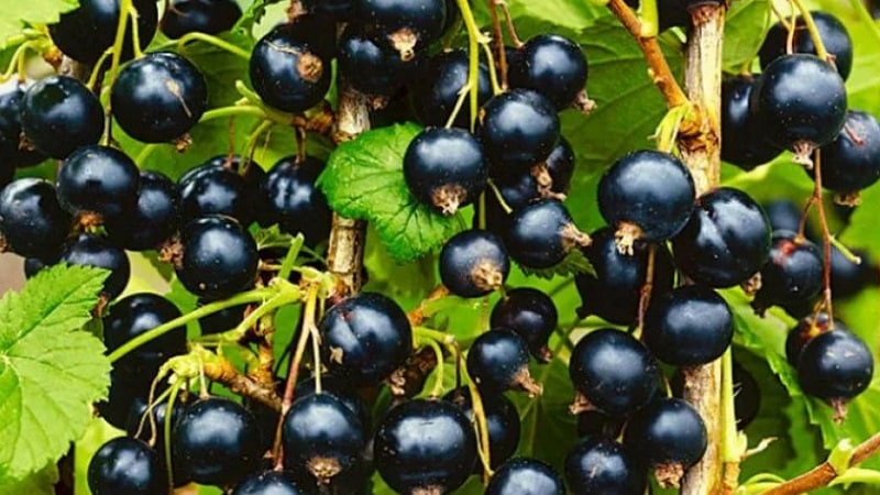 The sweetest varieties of large-fruited black currants