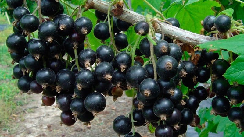 The sweetest varieties of large-fruited black currants