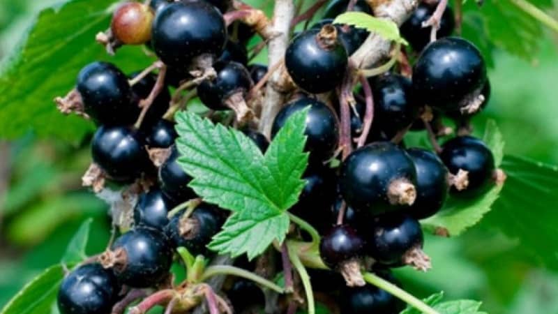 The sweetest varieties of large-fruited black currants