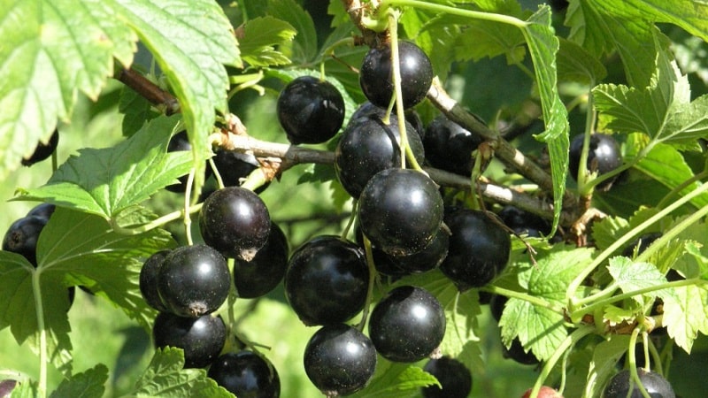 The sweetest varieties of large-fruited black currants