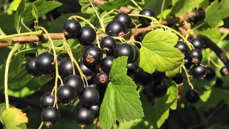The sweetest varieties of large-fruited black currants
