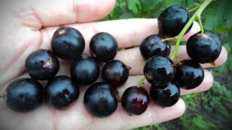 The sweetest varieties of large-fruited black currants