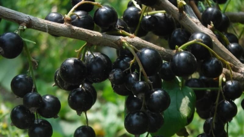 The sweetest varieties of large-fruited black currants