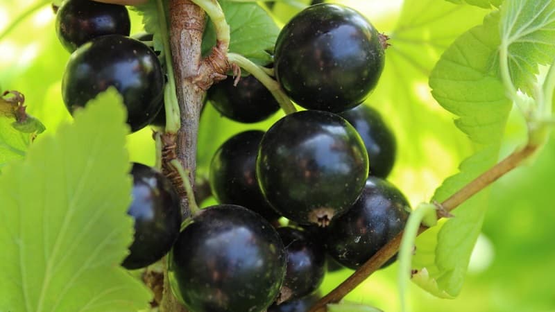The sweetest varieties of large-fruited black currants