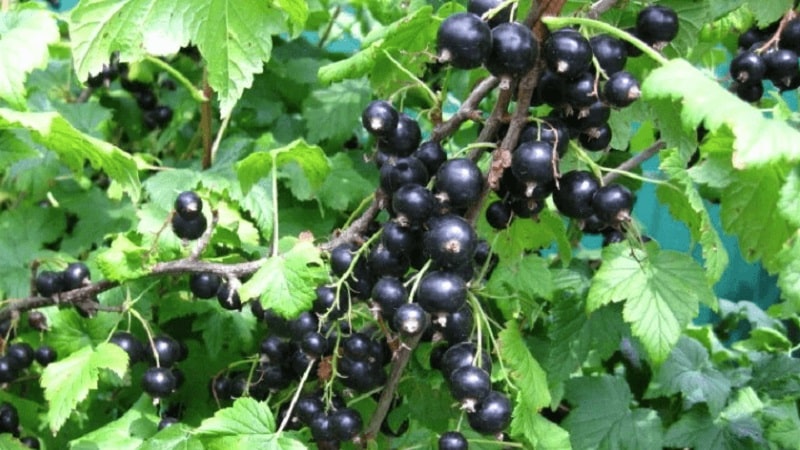 The sweetest varieties of large-fruited black currants