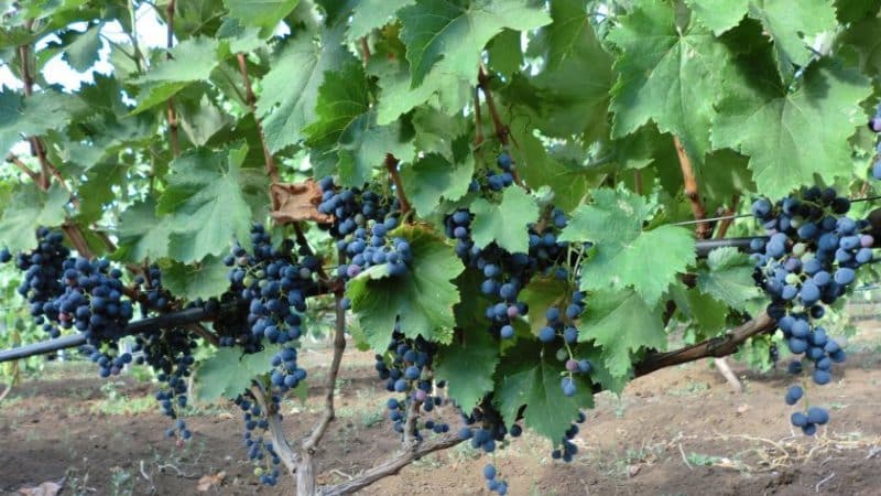 What are autochthonous grape varieties and which ones are the most popular?