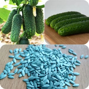 What to do if cucumbers don’t grow: feeding recipes