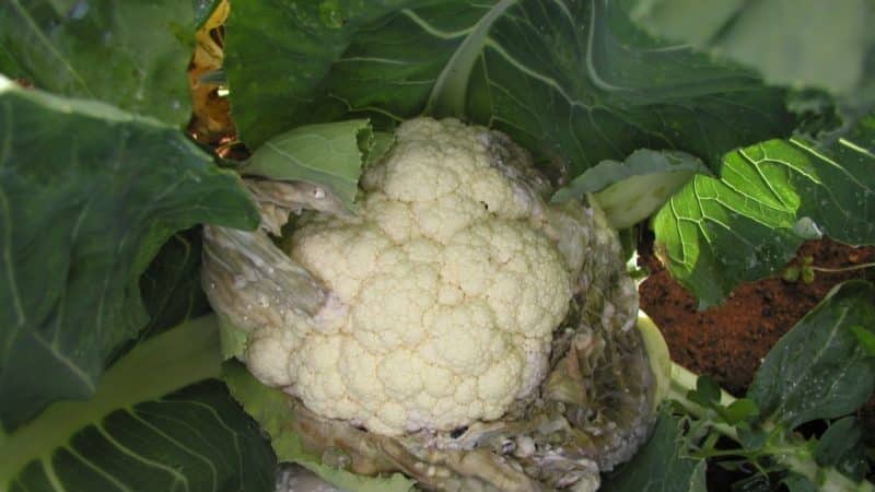 Diseases and pests on cauliflower and methods of combating them