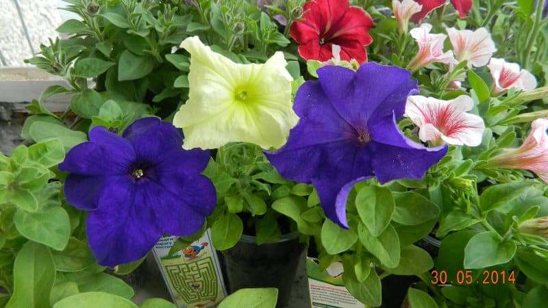 What are the benefits of petunia flowers and how to grow them correctly