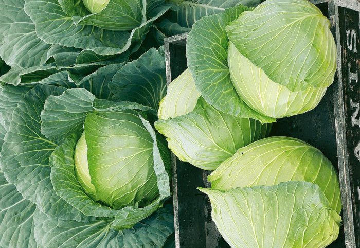 Universal cabbage variety Snow White with excellent taste