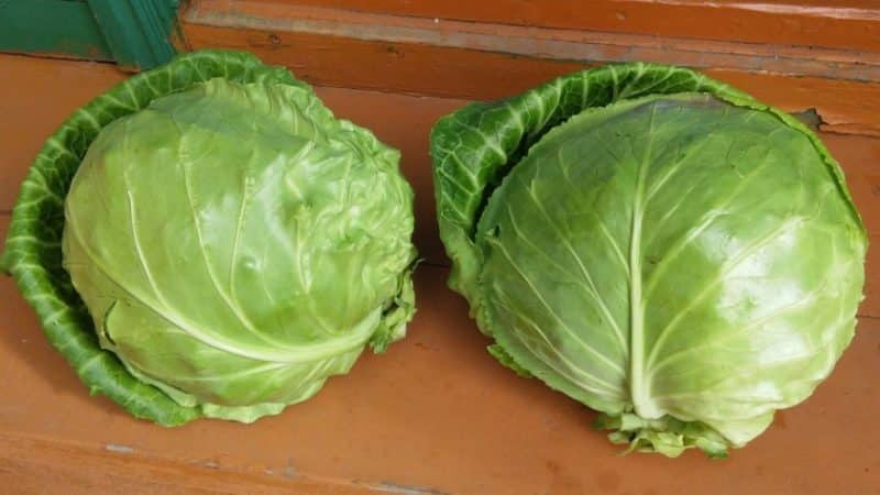Early ripening unpretentious variety of cabbage June