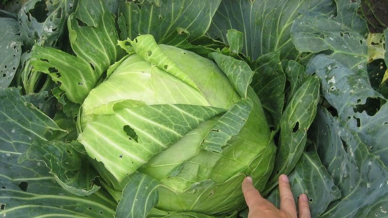 Late-ripening cabbage variety Sugarloaf