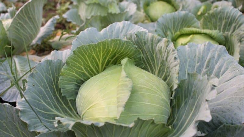 High-yielding universal cabbage variety Vyuga