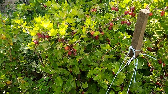 Thornless red-fruited gooseberry variety Freedonia
