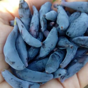 Early ripe dessert variety of honeysuckle Nizhegorodskaya rannyaya