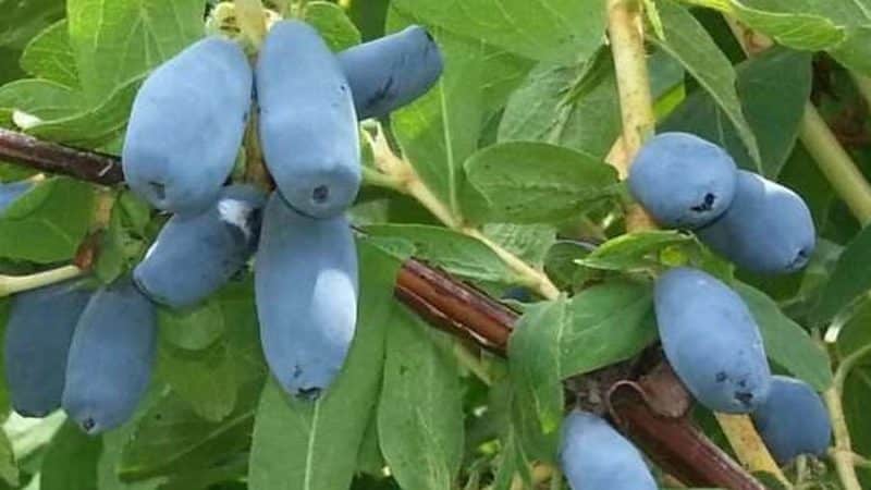 Early ripe dessert variety of honeysuckle Nizhegorodskaya rannyaya