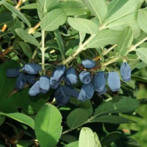 Early ripening frost-resistant honeysuckle variety Avacha