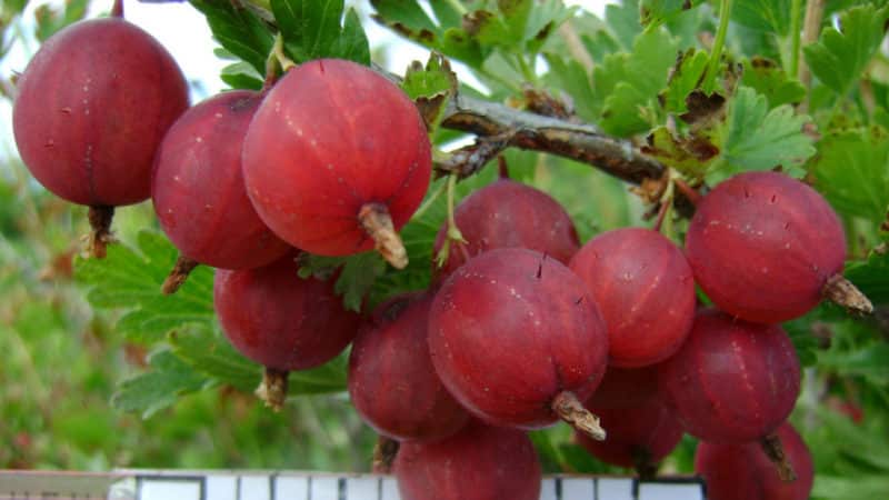 One of the sweetest varieties of gooseberries - Candy
