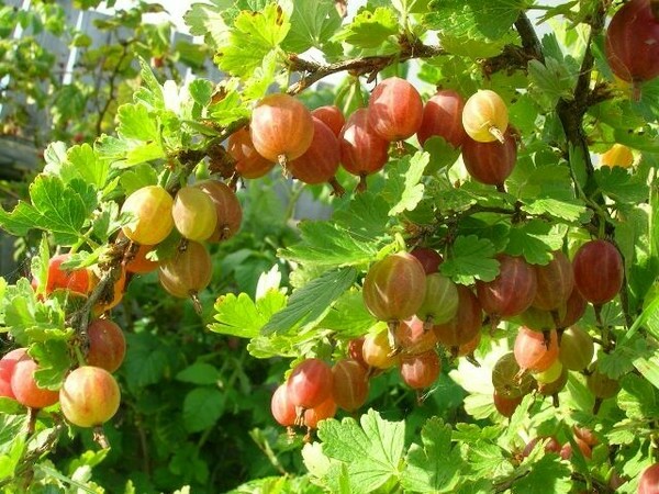 One of the sweetest varieties of gooseberries - Candy