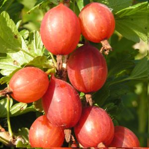 One of the sweetest varieties of gooseberries - Candy