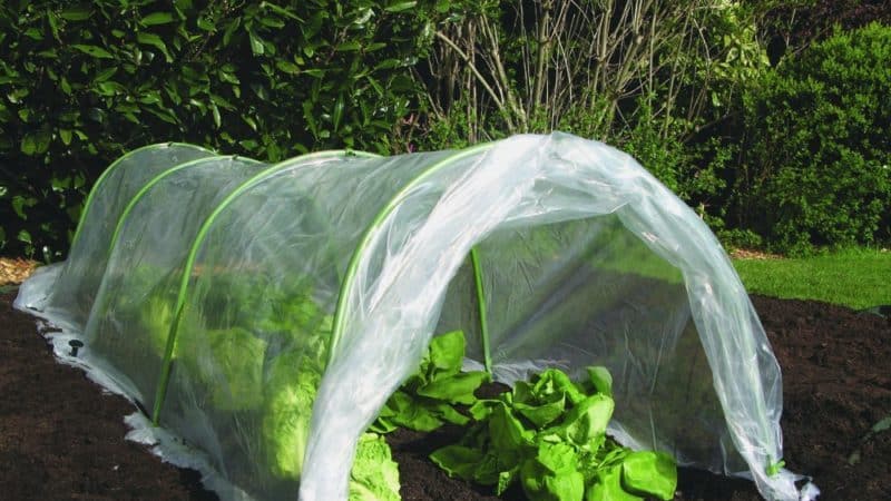 At what temperature does cabbage freeze?