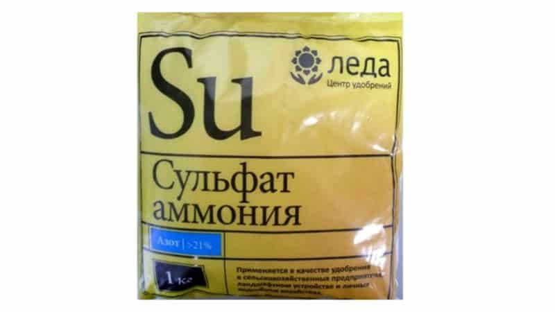 Proper feeding of winter wheat in spring: fertilizers and application rates