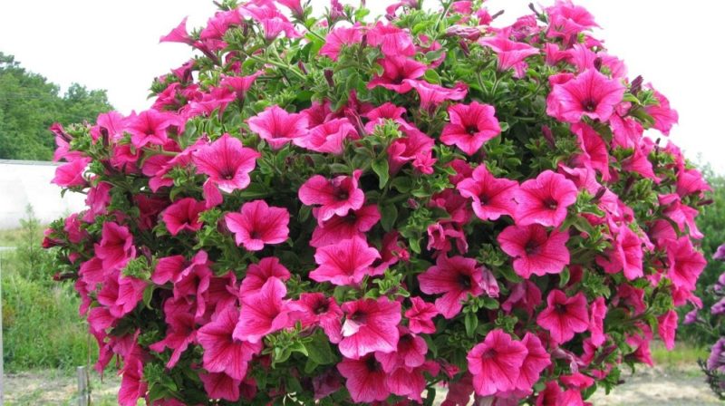 What are the benefits of petunia flowers and how to grow them correctly